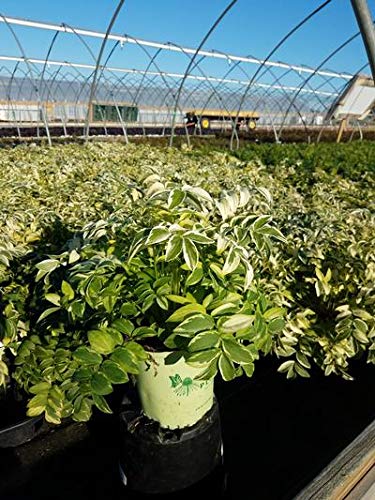 Polemonium Stairway to Heaven Jacobs Ladder plant in #1 nursery container showing variegated green and white foliage with light blue flowers extending above the leaves