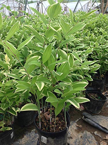 Polygonatum odoratum Variegatum