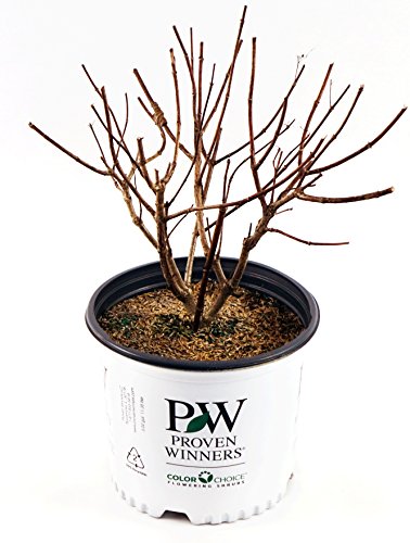 Pot-grown Quick Fire Fab® shrub ready for planting with vibrant foliage and flower clusters