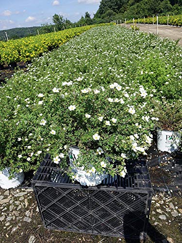 Potentilla Happy Face White plant in Proven Winners branded nursery container