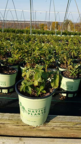 Pots of Chelone Glabra, commonly known as Turtlehead, with green foliage and white flowers arranged on a shelf.