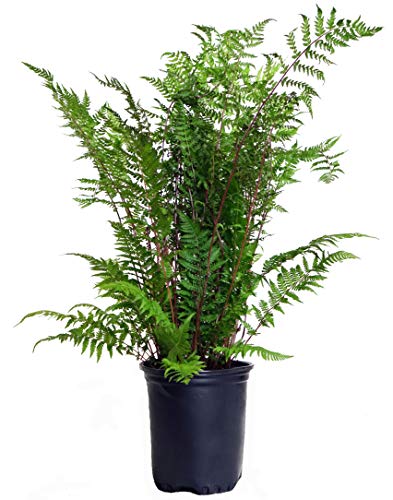Potted Athyrium filix-femina ‘Lady in Red’ fern showing lush light green lacy fronds with vibrant burgundy-red stems against a plain white background