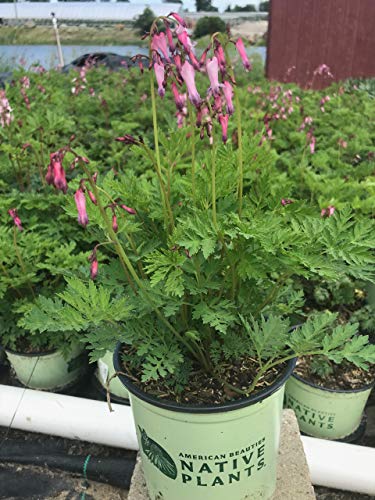 Potted Bleeding Heart plants with green foliage and pink flowers, labeled 'American Beauties Native Plants', arranged on a shelf.