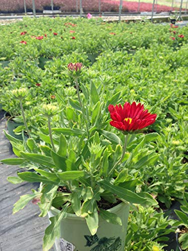 Potted Burgundy Blanket Flower with flower