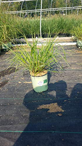 Potted Cape Breeze Switchgrass plant placed on a netted surface, likely for landscaping purposes