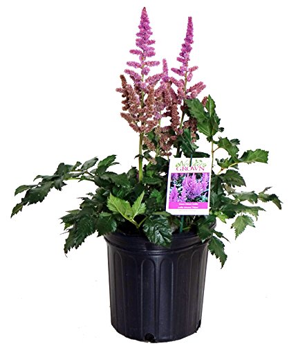 Potted Chinese Astilbe Visions showing blooms and leaves 