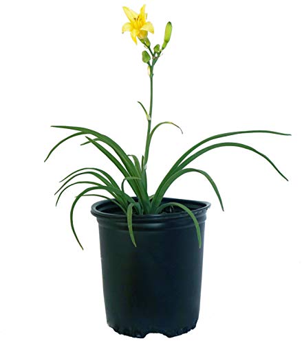 Potted Happy Returns Daylily flowering in white background