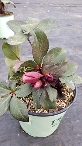 Potted Helleborus rose with purple and pink flowers, and green foliage.
