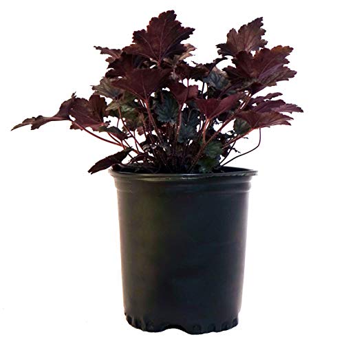 Potted Heuchera 'Frosted Violet' with purple veined foliage, delivered in a black container.