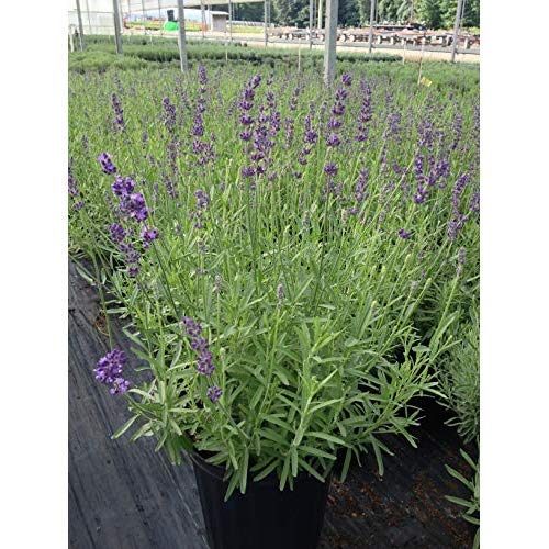 Potted Hidcote English lavender with green, needle‑like foliage and upright stems in nursery container