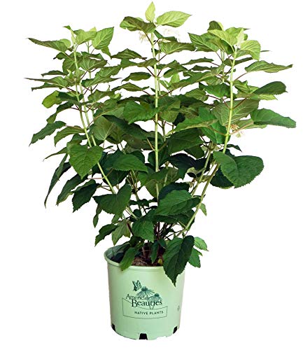 Potted Hydrangea plant with green foliage and no visible flowers, in a white pot with a green label.