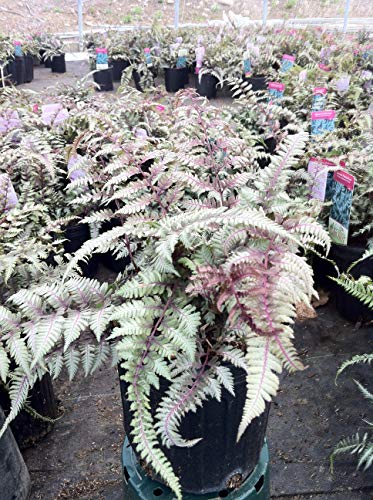 Potted Japanese Painted Fern with silver-purple foliage arranged in a garden center setting
