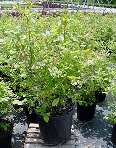 Potted Jersey Blueberry bush with green leaves, likely ready for planting.