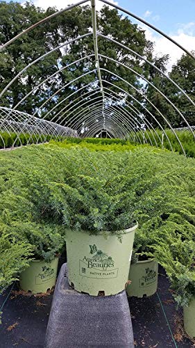 Potted Juniperus plant with needle-like green foliage arranged for retail sale.
