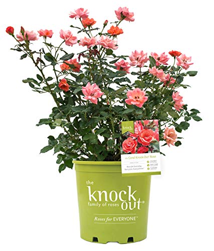 Potted Knock Out Rose plant with green leaves and coral flowers