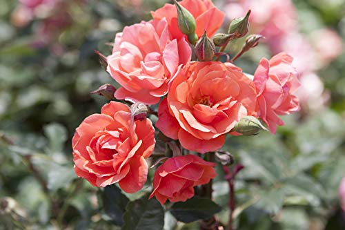 Potted Knock Out Rose plant with green leaves and coral flowers flower focus