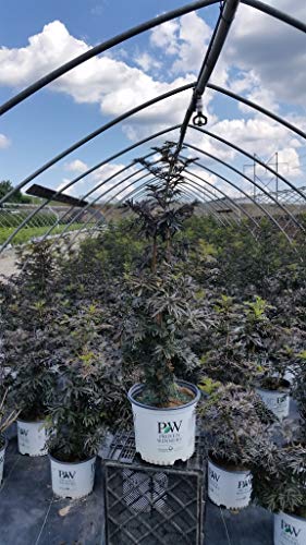 Potted Laced Up Elderberry plants with pink flowers and black foliage, arranged in a row under a greenhouse.