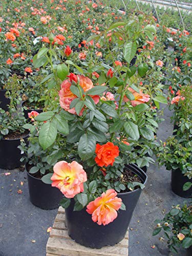 Potted Livin Easy™ rose bush with abundant apricot-orange, pink, and yellow blended blooms and glossy green foliage