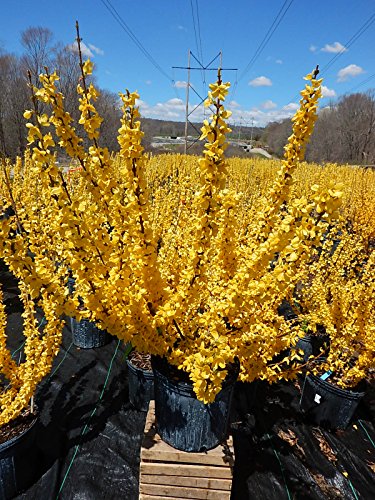 Potted Lynwood Gold Forsythia showing golden blossoms