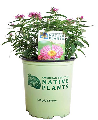 Potted New England Aster plant with pinkish daisy-like flowers, labeled 'American Beauties Native Plants', in a green pot.