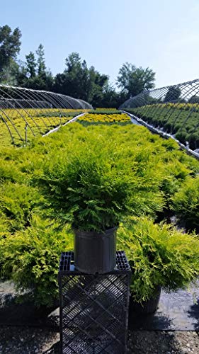 Potted Night Light Hinoki Cypress in the nursery