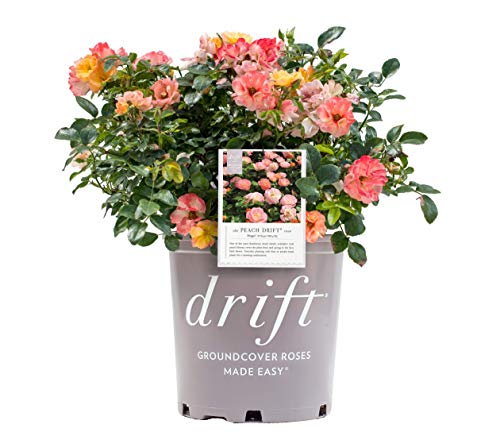 Potted Peach Drift Rose plant with green foliage and soft-peach colored flowers, in a trade pot labeled with the Drift brand.