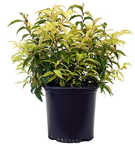 Potted Rainbow Leucothoe plant with multicolor foliage ranging from white, pink, green, to bronze.