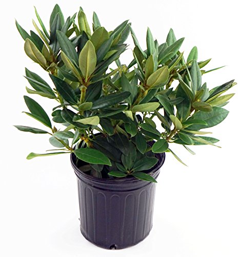 Potted Rhododendron plant with dark green leaves and black budding flowers.