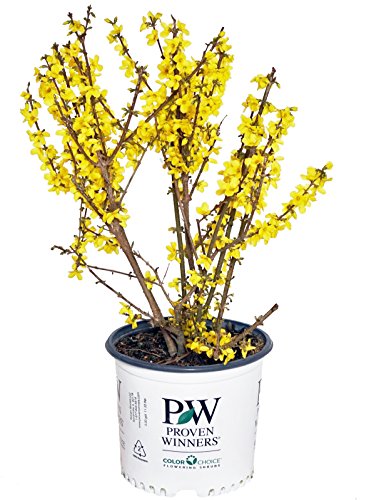 Potted Show Off® Forsythia shrub in nursery container with bright yellow spring flowers