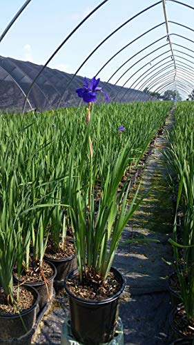 Potted Siberian iris plant showing deep purple blooms
