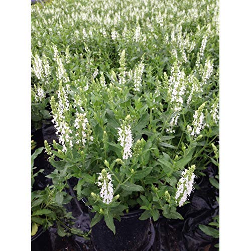 Potted Snow Hill Meadow Sage showing overall plant form