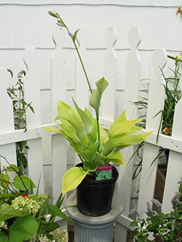 Potted Sum and Substance Hosta in outdoor settings