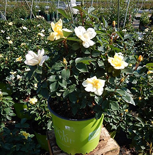 Potted Sunny Knock Out® rose plant with bright yellow blooms