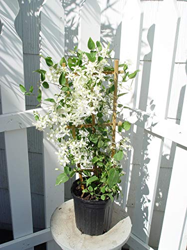 Potted Sweet Autumn Clematis plant with green leaves and white flowers, placed on a potting bench in a sunlit outdoor setting.