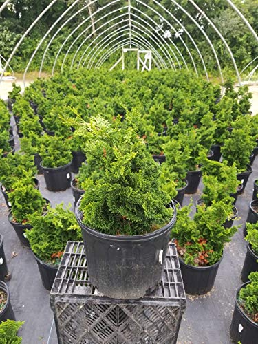 Potted Templehof Hinoki Cypress in nursery