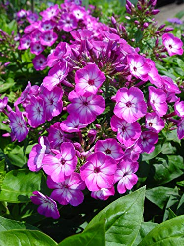 Potted Volcano Phlox with clusters of purple flowers and white centers