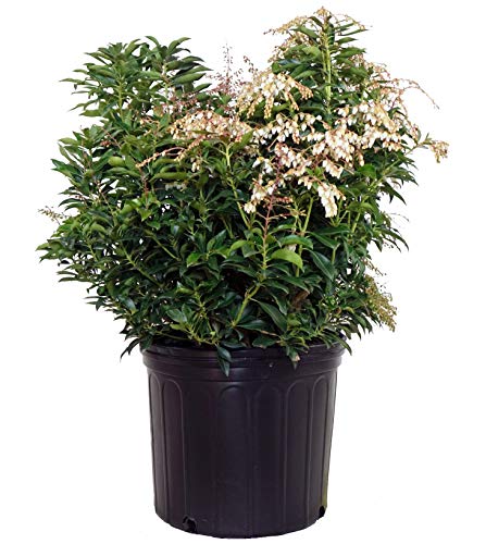 Potted evergreen shrub with glossy green leaves and clusters of small white‑pink flowers