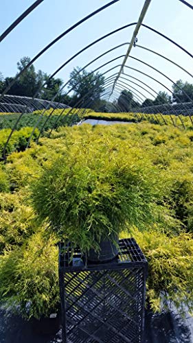 Potted golden‑green shrub on a crate