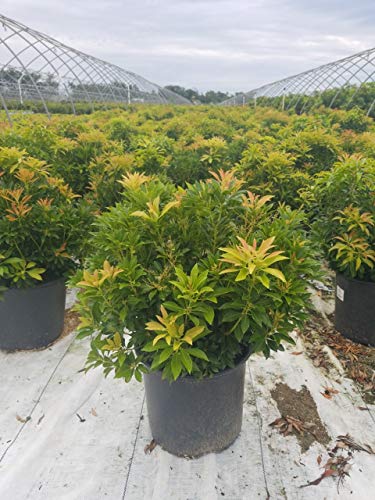 Potted green leafy shrub with new reddish‑gold growth sitting in a nursery
