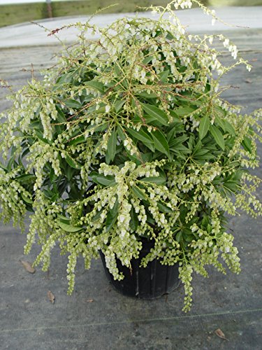 Potted green shrub