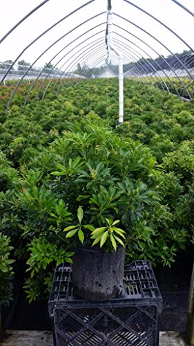 Potted green shrub with glossy leaves in a nursery greenhouse row