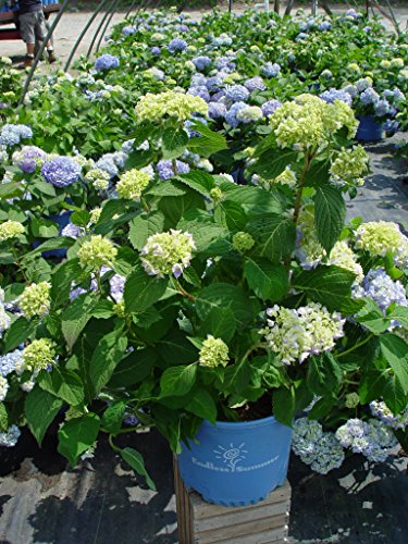 Potted hydrangea ready for planting outdoors