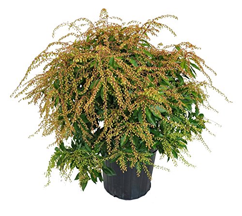 Potted leafy green nursery shrub plant with cascading branches