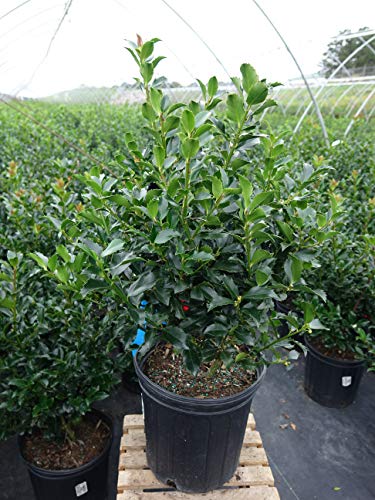 Potted leafy green shrub plant with glossy leaves in a nursery setting