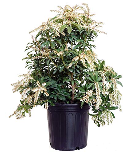 Potted plant with green foliage and white flowers, identified as Mountain Fire Andromeda, against a white background