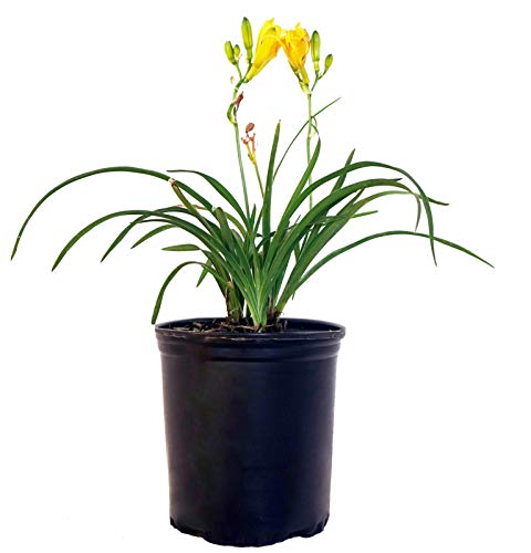 Potted plant with long green leaves and tall stems topped with yellow flowers
