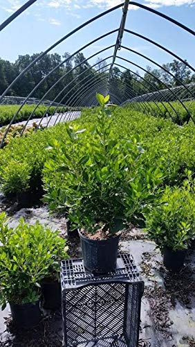 Potted plants arranged in a nursery setting, with the focus on a green shrub with white flower spikes.