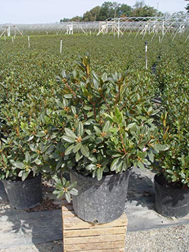 Potted rhododendron with soil visible