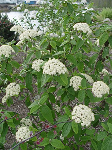 Prague Viburnum in the garden