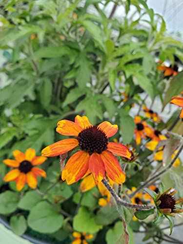 Prairie Glow Brown-Eyed Susan flower close up